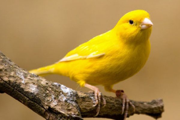 Harga burung kenari kuning